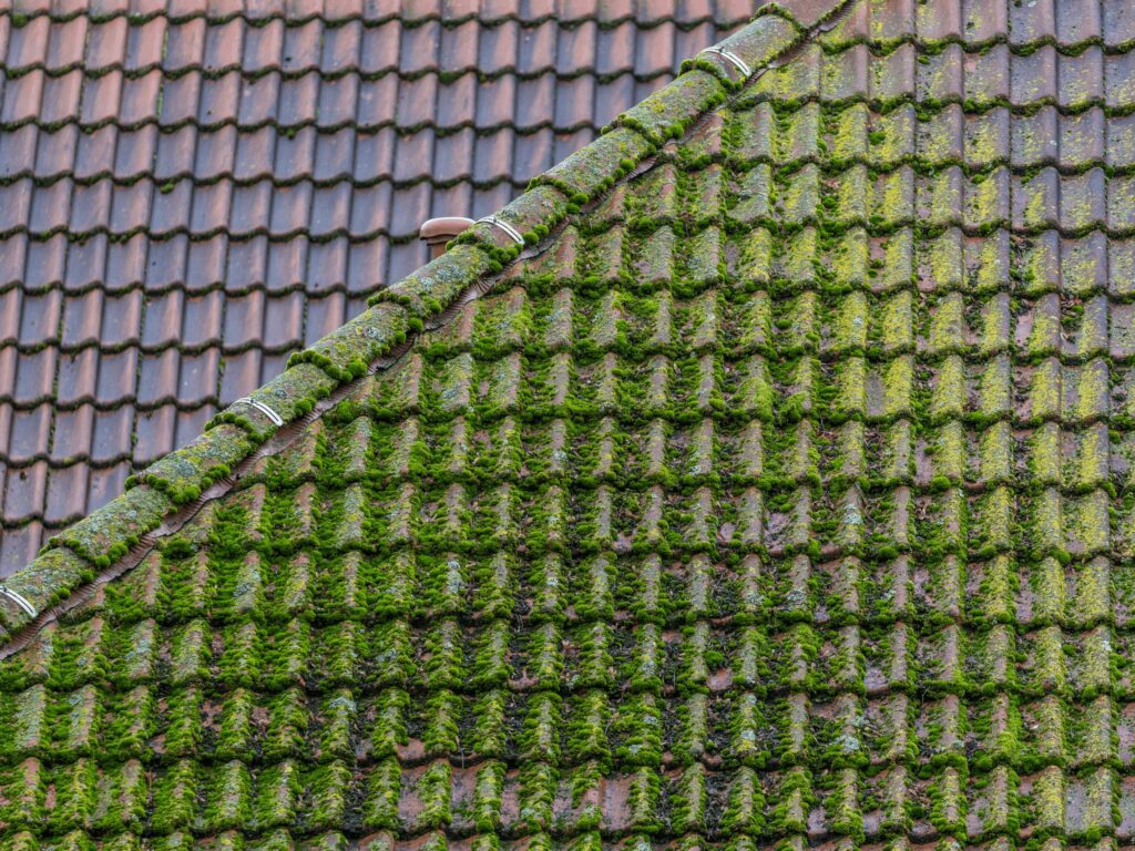 A roof that has moss and needs cleaning